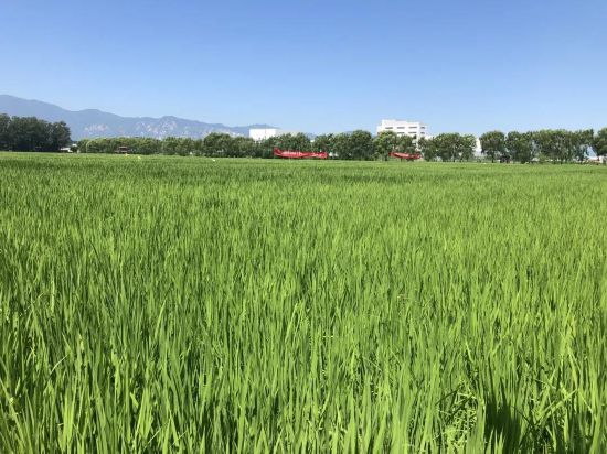 Agricultural drones help rural revitalization